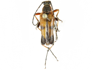 (Etorofus vitiosus - CCDB-28922-E12)  @14 [ ] CreativeCommons - Attribution (2015) CBG Photography Group Centre for Biodiversity Genomics