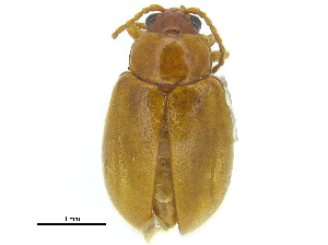  ( - CCDB-28923-B06)  @11 [ ] CreativeCommons - Attribution (2015) CBG Photography Group Centre for Biodiversity Genomics