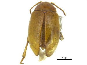 ( - CCDB-28923-B07)  @11 [ ] CreativeCommons - Attribution (2015) CBG Photography Group Centre for Biodiversity Genomics