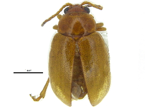  ( - CCDB-28923-B08)  @11 [ ] CreativeCommons - Attribution (2015) CBG Photography Group Centre for Biodiversity Genomics