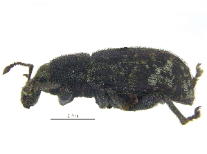  ( - CCDB-28924-C04)  @11 [ ] CreativeCommons - Attribution (2015) CBG Photography Group Centre for Biodiversity Genomics