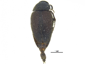  ( - CCDB-28924-G05)  @11 [ ] CreativeCommons - Attribution (2015) CBG Photography Group Centre for Biodiversity Genomics