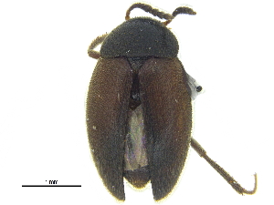  ( - CCDB-28924-G10)  @11 [ ] CreativeCommons - Attribution (2015) CBG Photography Group Centre for Biodiversity Genomics