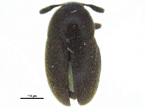  ( - CCDB-28924-G12)  @11 [ ] CreativeCommons - Attribution (2015) CBG Photography Group Centre for Biodiversity Genomics