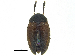  ( - CCDB-28924-H09)  @11 [ ] CreativeCommons - Attribution (2015) CBG Photography Group Centre for Biodiversity Genomics