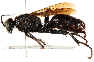  ( - CCDB-28925-D12)  @14 [ ] CreativeCommons - Attribution (2015) CBG Photography Group Centre for Biodiversity Genomics