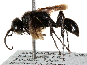  ( - CCDB-28925-E05)  @11 [ ] CreativeCommons - Attribution (2015) CBG Photography Group Centre for Biodiversity Genomics