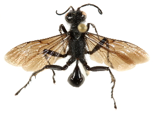  ( - CCDB-28925-E07)  @11 [ ] CreativeCommons - Attribution (2015) CBG Photography Group Centre for Biodiversity Genomics