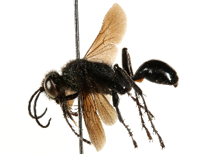  ( - CCDB-28925-E08)  @13 [ ] CreativeCommons - Attribution (2015) CBG Photography Group Centre for Biodiversity Genomics