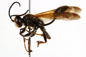  ( - CCDB-28925-F02)  @11 [ ] CreativeCommons - Attribution (2015) CBG Photography Group Centre for Biodiversity Genomics