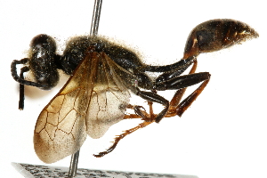  ( - CCDB-28925-F03)  @11 [ ] CreativeCommons - Attribution (2015) CBG Photography Group Centre for Biodiversity Genomics