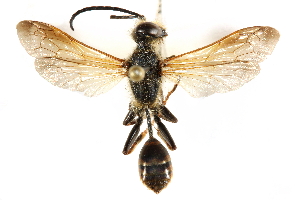  ( - CCDB-28925-F03)  @11 [ ] CreativeCommons - Attribution (2015) CBG Photography Group Centre for Biodiversity Genomics