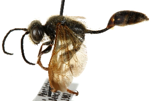  ( - CCDB-28925-F04)  @11 [ ] CreativeCommons - Attribution (2015) CBG Photography Group Centre for Biodiversity Genomics