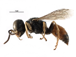  ( - CCDB-28926-C04)  @11 [ ] CreativeCommons - Attribution (2015) CBG Photography Group Centre for Biodiversity Genomics