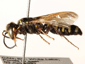  ( - CCDB-28927-B07)  @13 [ ] CreativeCommons - Attribution (2015) CBG Photography Group Centre for Biodiversity Genomics