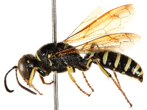 ( - CCDB-28927-B08)  @11 [ ] CreativeCommons - Attribution (2015) CBG Photography Group Centre for Biodiversity Genomics
