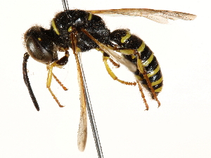  ( - CCDB-28927-B10)  @14 [ ] CreativeCommons - Attribution (2015) CBG Photography Group Centre for Biodiversity Genomics