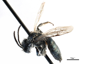  ( - CCDB-28927-D04)  @12 [ ] CreativeCommons - Attribution (2015) CBG Photography Group Centre for Biodiversity Genomics