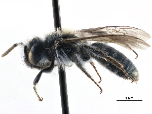  ( - CCDB-28927-D05)  @13 [ ] CreativeCommons - Attribution (2015) CBG Photography Group Centre for Biodiversity Genomics