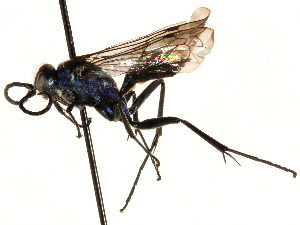  (Auplopus caerulescens - CCDB-28927-H07)  @14 [ ] CreativeCommons - Attribution (2015) CBG Photography Group Centre for Biodiversity Genomics