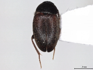  ( - CCDB-35813-F05)  @11 [ ] CreativeCommons - Attribution (2020) CBG Photography Group Centre for Biodiversity Genomics