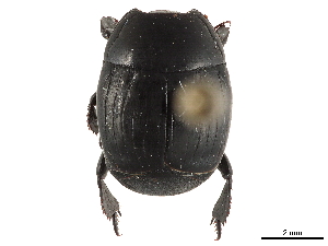  ( - CCDB-35813-H06)  @11 [ ] CreativeCommons - Attribution (2020) CBG Photography Group Centre for Biodiversity Genomics