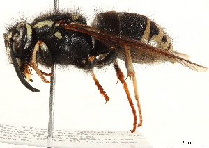  ( - CCDB-35915-C10)  @11 [ ] CreativeCommons - Attribution (2020) CBG Photography Group Centre for Biodiversity Genomics