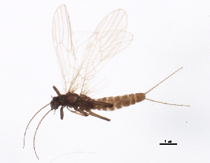  (Capnia nana - BIOUG02797-C09)  @13 [ ] CreativeCommons - Attribution (2012) CBG Photography Group Centre for Biodiversity Genomics