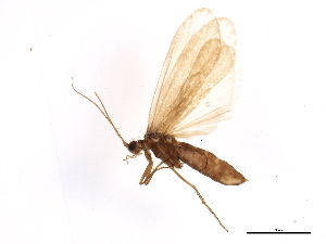  (Ecclisomyia conspersa - BIOUG02798-B03)  @14 [ ] CreativeCommons - Attribution (2012) CBG Photography Group Centre for Biodiversity Genomics