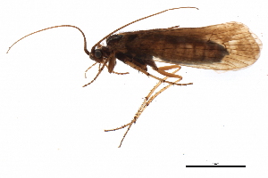  (Limnephilus argenteus - BIOUG02798-G04)  @14 [ ] CreativeCommons - Attribution (2012) CBG Photography Group Centre for Biodiversity Genomics