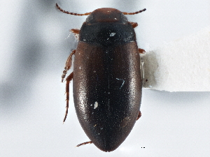  ( - BIOUG09881-F12)  @11 [ ] CreativeCommons - Attribution (2014) CBG Photography Group Centre for Biodiversity Genomics