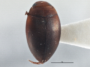  ( - BIOUG09881-H06)  @11 [ ] CreativeCommons - Attribution (2014) CBG Photography Group Centre for Biodiversity Genomics
