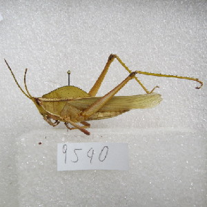  (Prionolopha - MACN-Bar-Ins-ct-09540)  @11 [ ] Copyright (2024) MACN Museo Argentino de Ciencias Naturales "Bernardino Rivadavia"