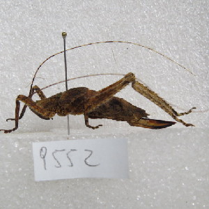  (Dasyscelus - MACN-Bar-Ins-ct-09552)  @11 [ ] Copyright (2024) MACN Museo Argentino de Ciencias Naturales "Bernardino Rivadavia"