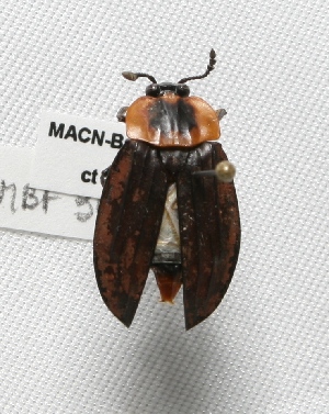  ( - MACN-Bar-Ins-ct 00274)  @13 [ ] Copyright (2011) MACN Museo Argentino de Ciencias Naturales "Bernardino Rivadavia"