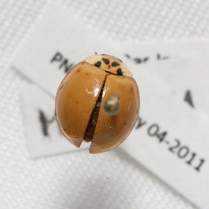  ( - MACN-Bar-Ins-ct 02375)  @13 [ ] Copyright (2011) MACN Museo Argentino de Ciencias Naturales 