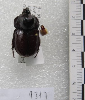  (Heterogomphus gracilicornis - MACN-Bar-Ins-ct 09317)  @11 [ ] Copyright (2023) MACN Museo Argentino de Ciencias Naturales "Bernardino Rivadavia"