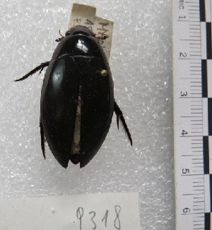  (Hydrophilus palpalis - MACN-Bar-Ins-ct 09318)  @11 [ ] Copyright (2023) MACN Museo Argentino de Ciencias Naturales "Bernardino Rivadavia"
