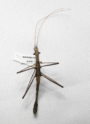  ( - MACN-Bar-Ins-ct 570)  @13 [ ] Copyright (2011) MACN Museo Argentino de Ciencias Naturales "Bernardino Rivadavia"