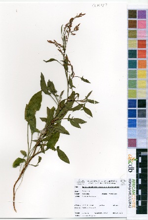  (Rumex acetosella sp. acetoselloides - C-L_R-0182)  @11 [ ] No Rights Reserved  Unspecified Unspecified