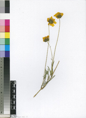  (Coreopsis lanceolata - MND-0077)  @11 [ ] No Rights Reserved  Unspecified Unspecified