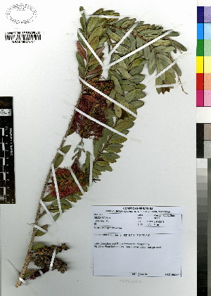  (Melaleuca hypericifolia - MTJ-0068)  @11 [ ] CreativeCommons - Attribution Non-Commercial Share-Alike (2012) Mamadi Theresa Sethusa University of Johannesburg