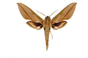  ( - BC-KVIMG9973-17)  @13 [ ] CreativeCommons - Attribution Non-Commercial Share-Alike  Nikolay Ivshin Unspecified