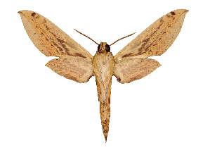  ( - BC-KVIMG9973-17)  @13 [ ] CreativeCommons - Attribution Non-Commercial Share-Alike  Nikolay Ivshin Unspecified