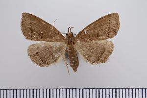  ( - SDNU-INS-00474)  @11 [ ] CreativeCommons - Attribution Non-Commercial Share-Alike (2020) Tengteng Liu Shandong Normal University