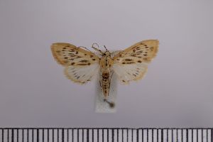  ( - SDNU-INS-00534)  @11 [ ] CreativeCommons - Attribution Non-Commercial Share-Alike (2020) Tengteng Liu Shandong Normal University