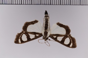  ( - SDNU-INS-01089)  @11 [ ] CreativeCommons - Attribution Non-Commercial Share-Alike (2020) Tengteng Liu Shandong Normal University