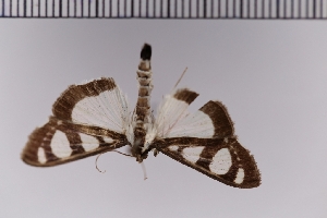  ( - SDNU-INS-01090)  @11 [ ] CreativeCommons - Attribution Non-Commercial Share-Alike (2020) Tengteng Liu Shandong Normal University