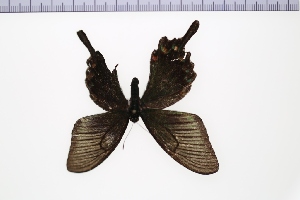  (Papilio dehaanii - SDNU-INS-01614)  @11 [ ] CreativeCommons - Attribution Non-Commercial Share-Alike (2020) Tengteng Liu Shandong Normal University