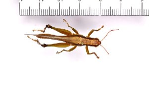 (Oxya sp. JH-2012 - SDNU-INS-02416)  @11 [ ] CreativeCommons - Attribution Non-Commercial Share-Alike (2021) Tengteng Liu Shandong Normal University